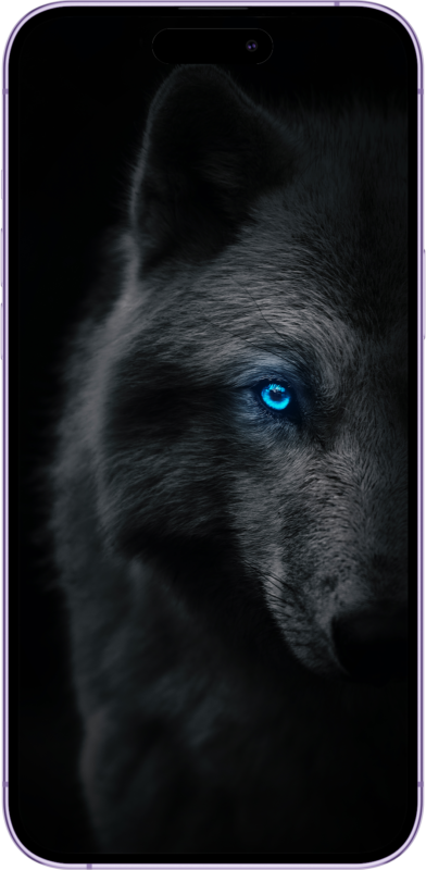 Wolf wallpaper